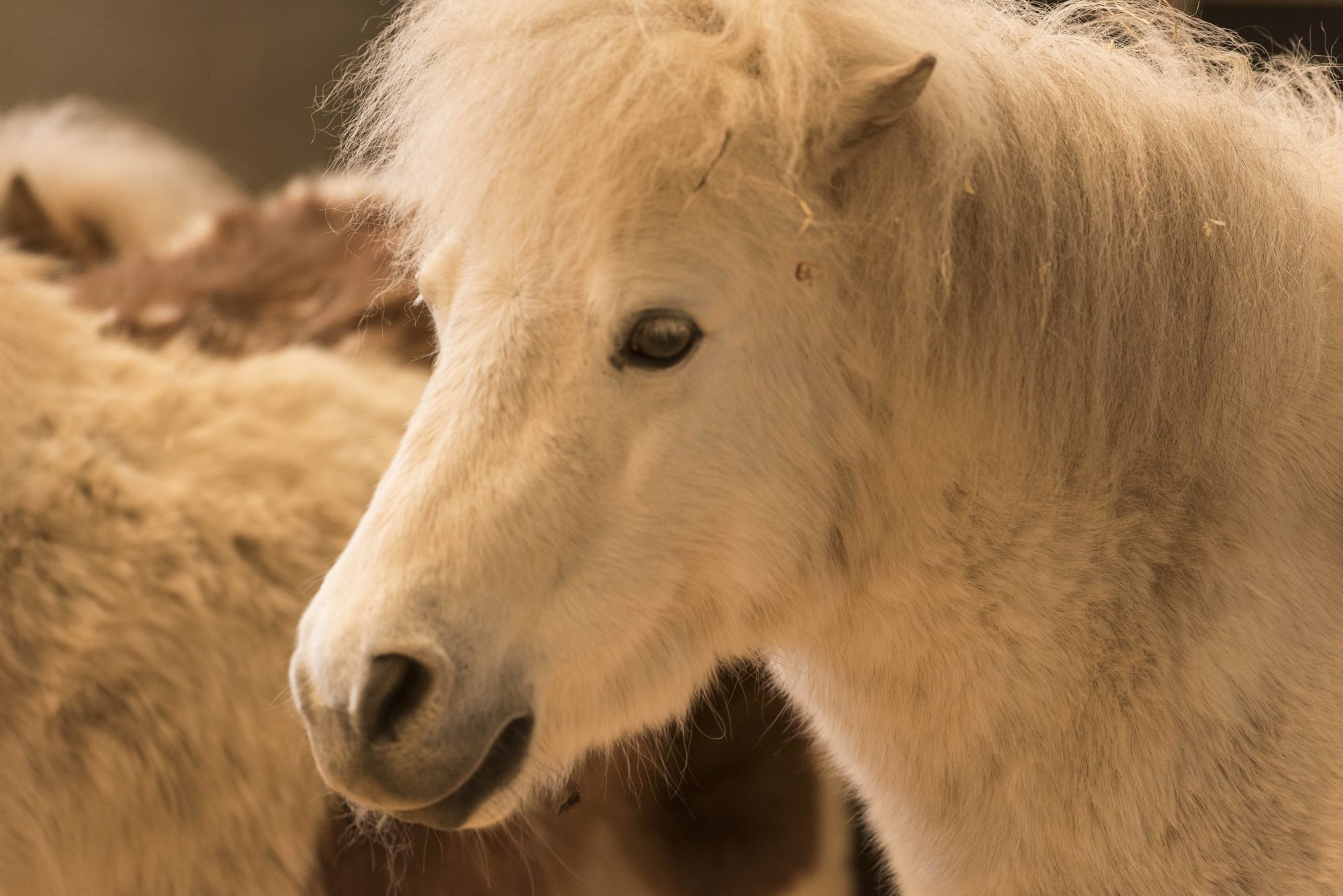 shetland pony