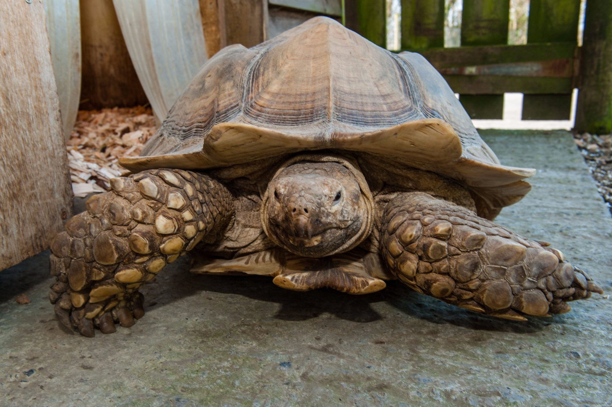 Spurred tortoise