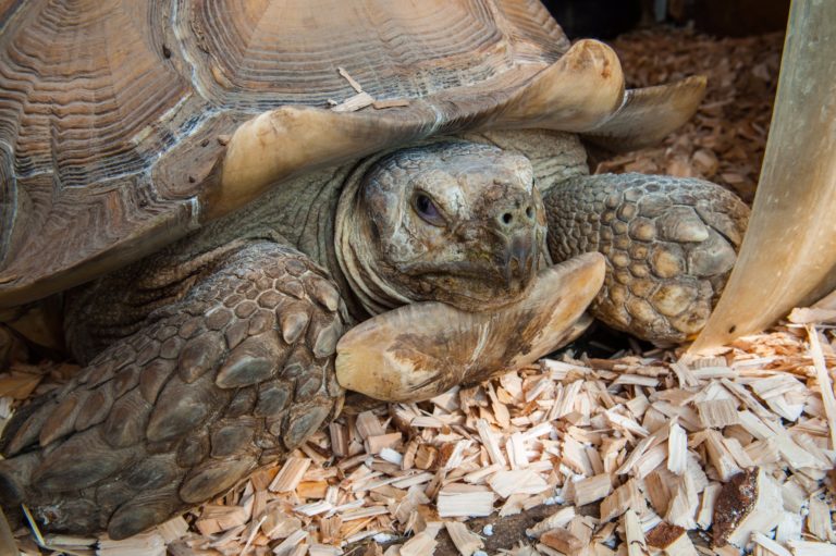 African Spurred Tortoise • Fun Facts and Information For Kids