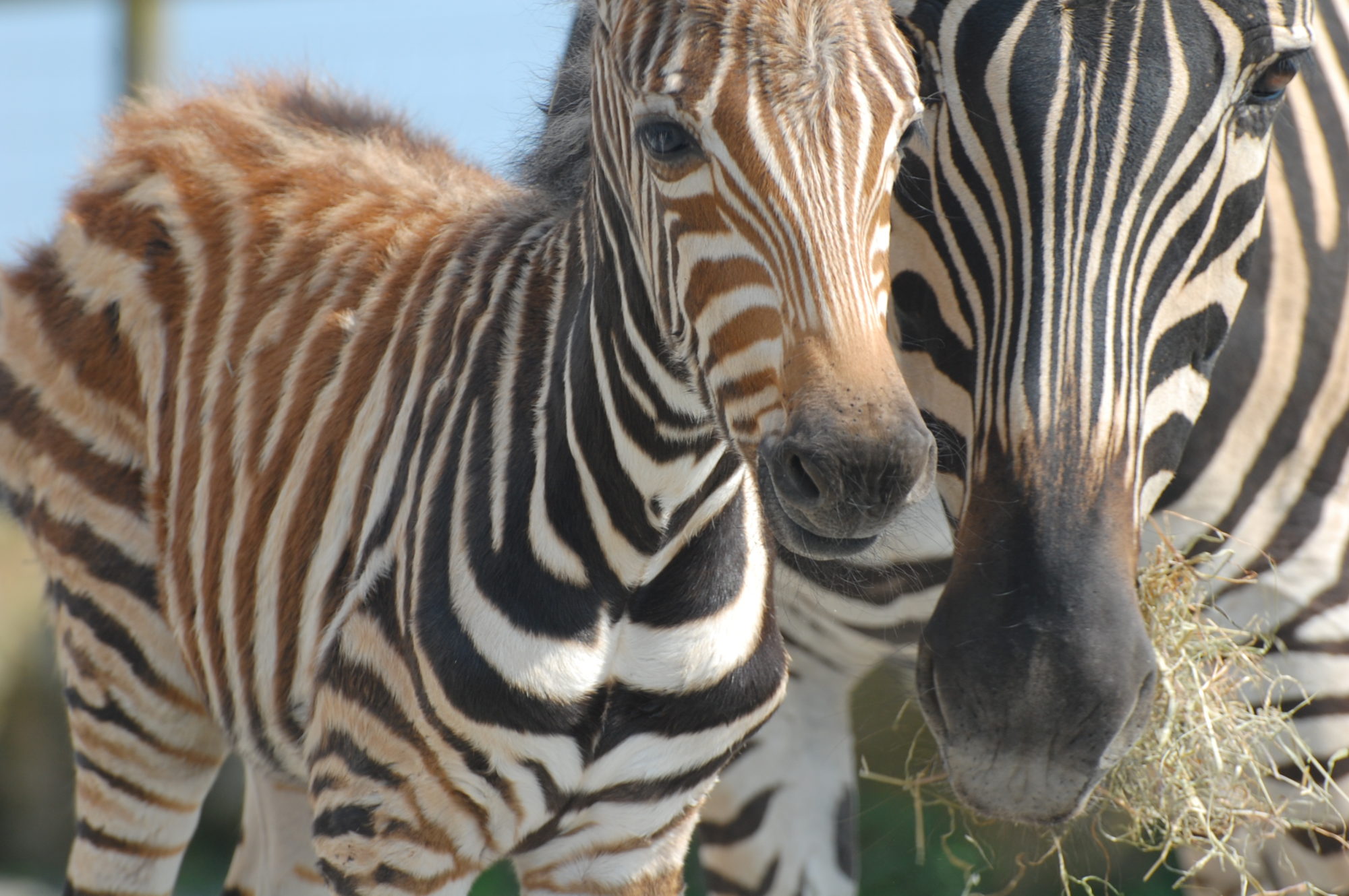 Zebra foal at Folly Farm