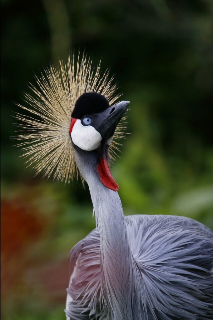 Grey crowned crane