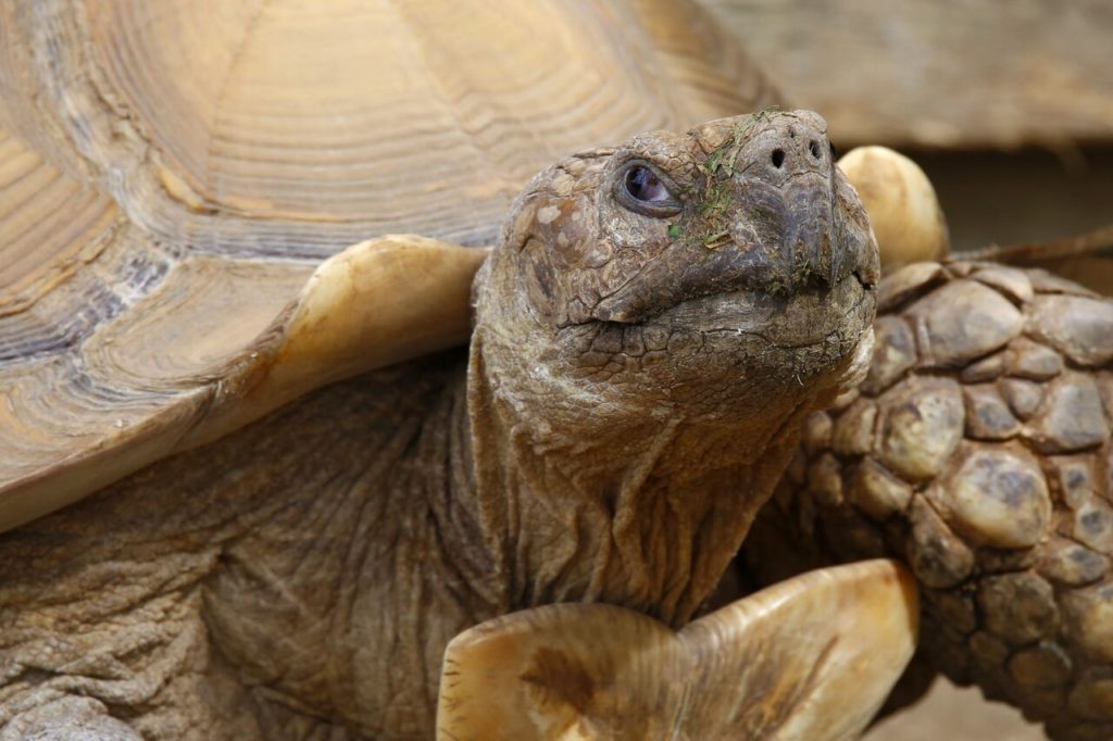 African tortoise