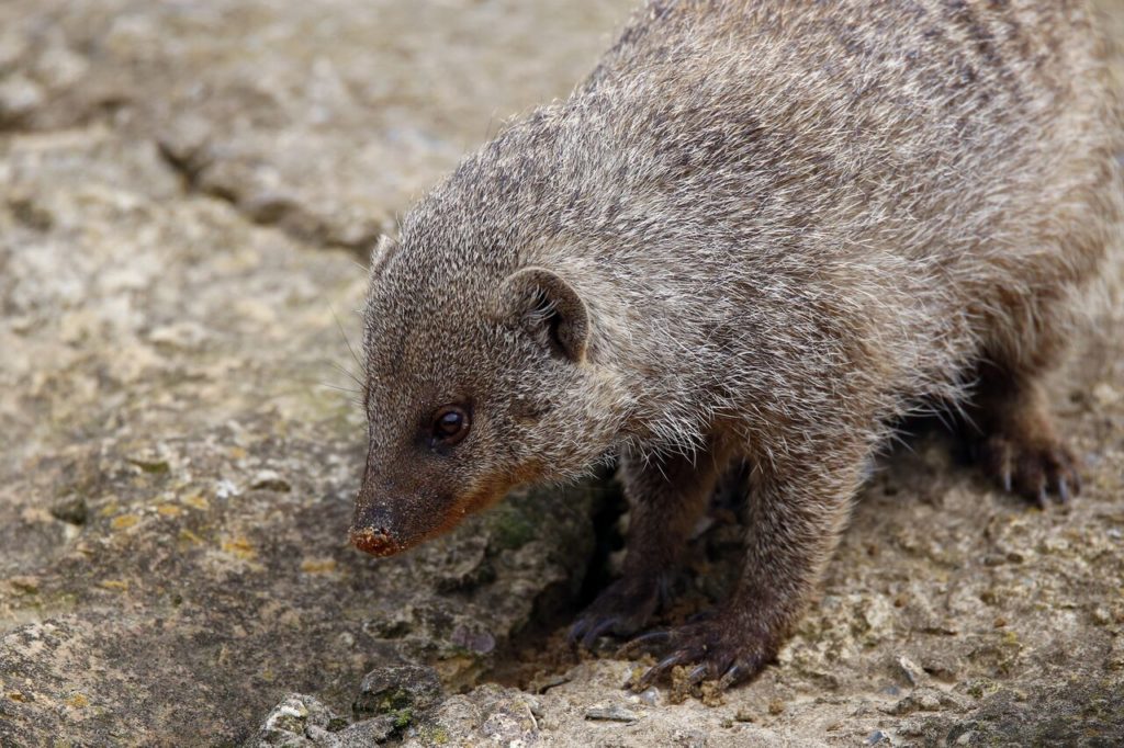 Banded mongoose