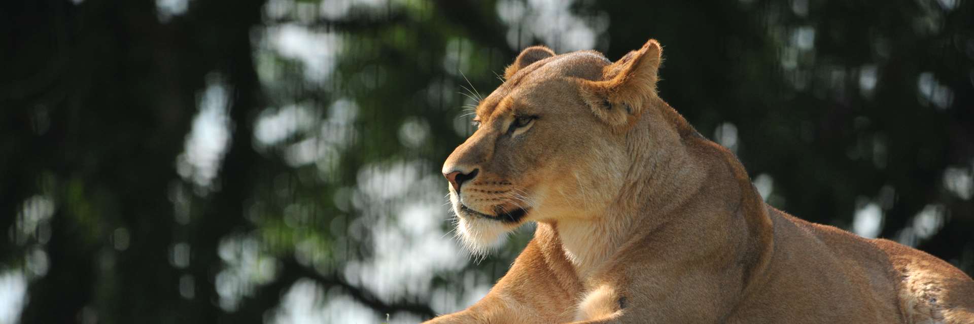 Amazing Facts about Lions  OneKindPlanet Animal Education & Facts