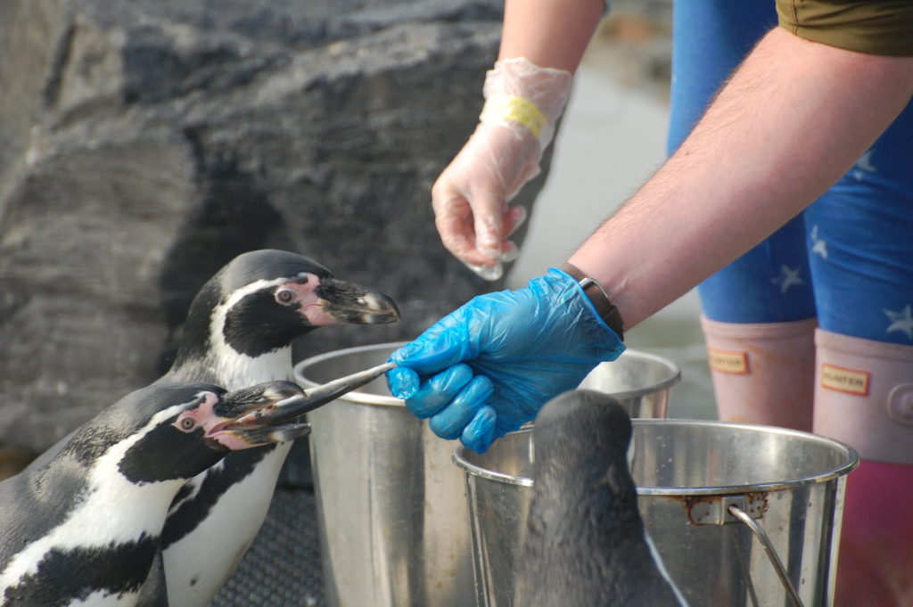 Man feeding penguins