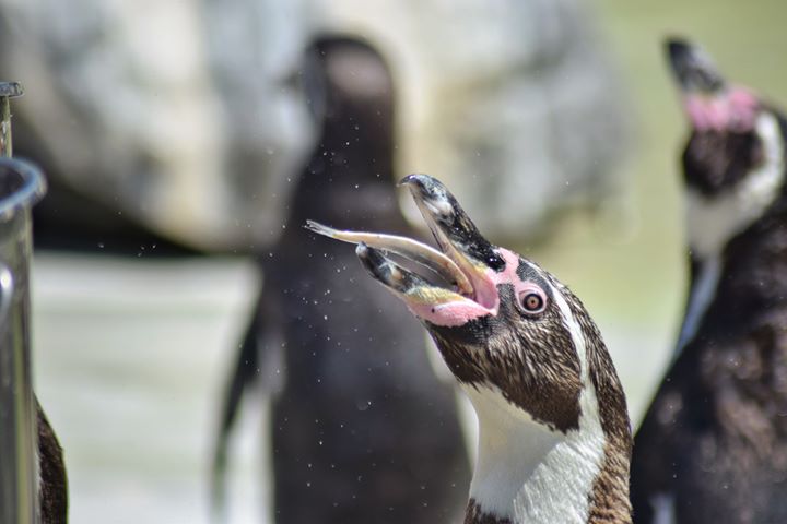 Feed the penguins at Folly Farm