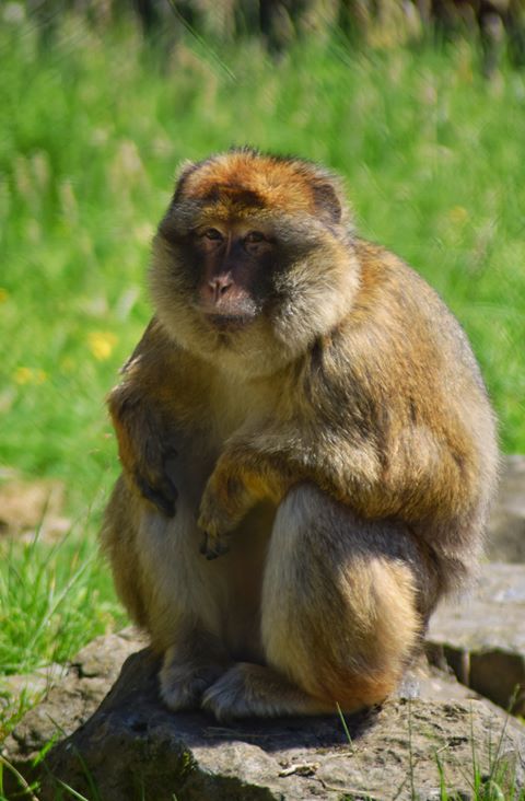 Barbary macaque at Folly Farm