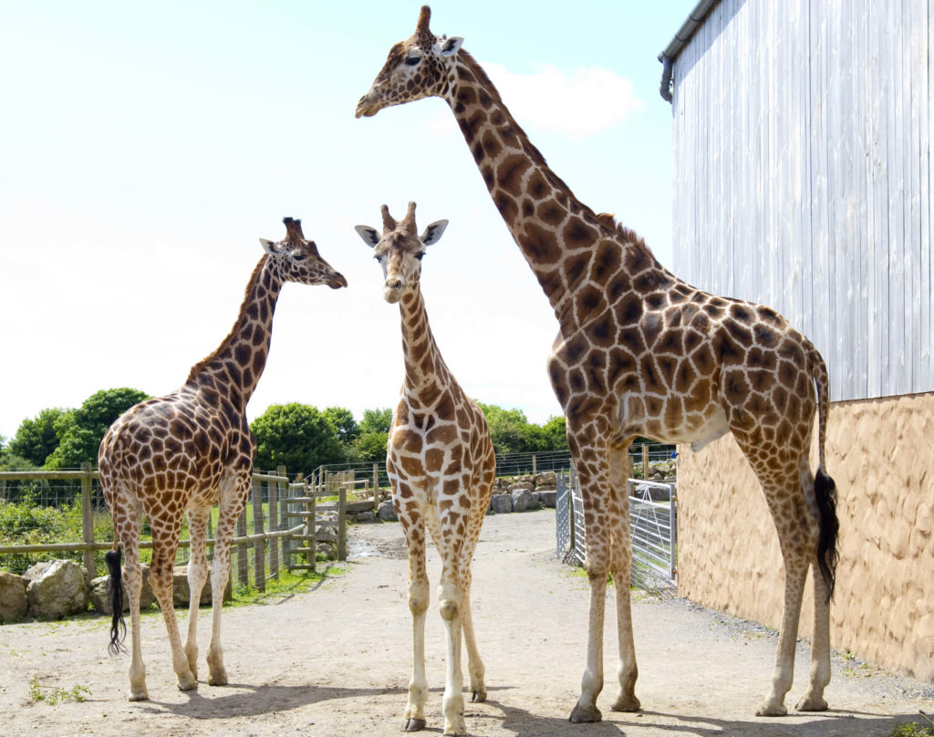 adopt a giraffe at Folly Farm