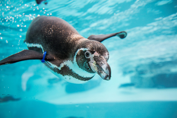 adopt a penguin Folly Farm