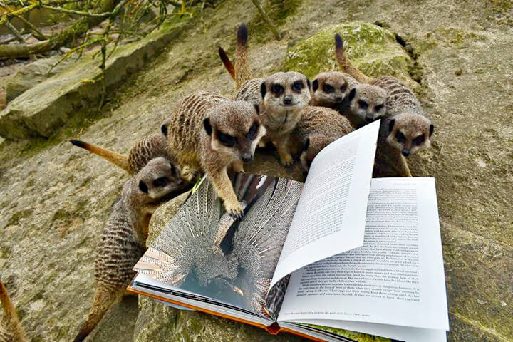 Image of a group of meerkats looking at a book