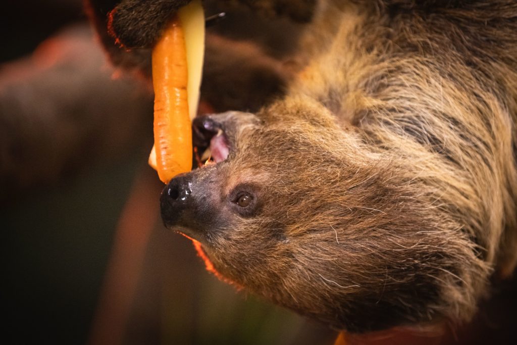 Sloth eating a carrot