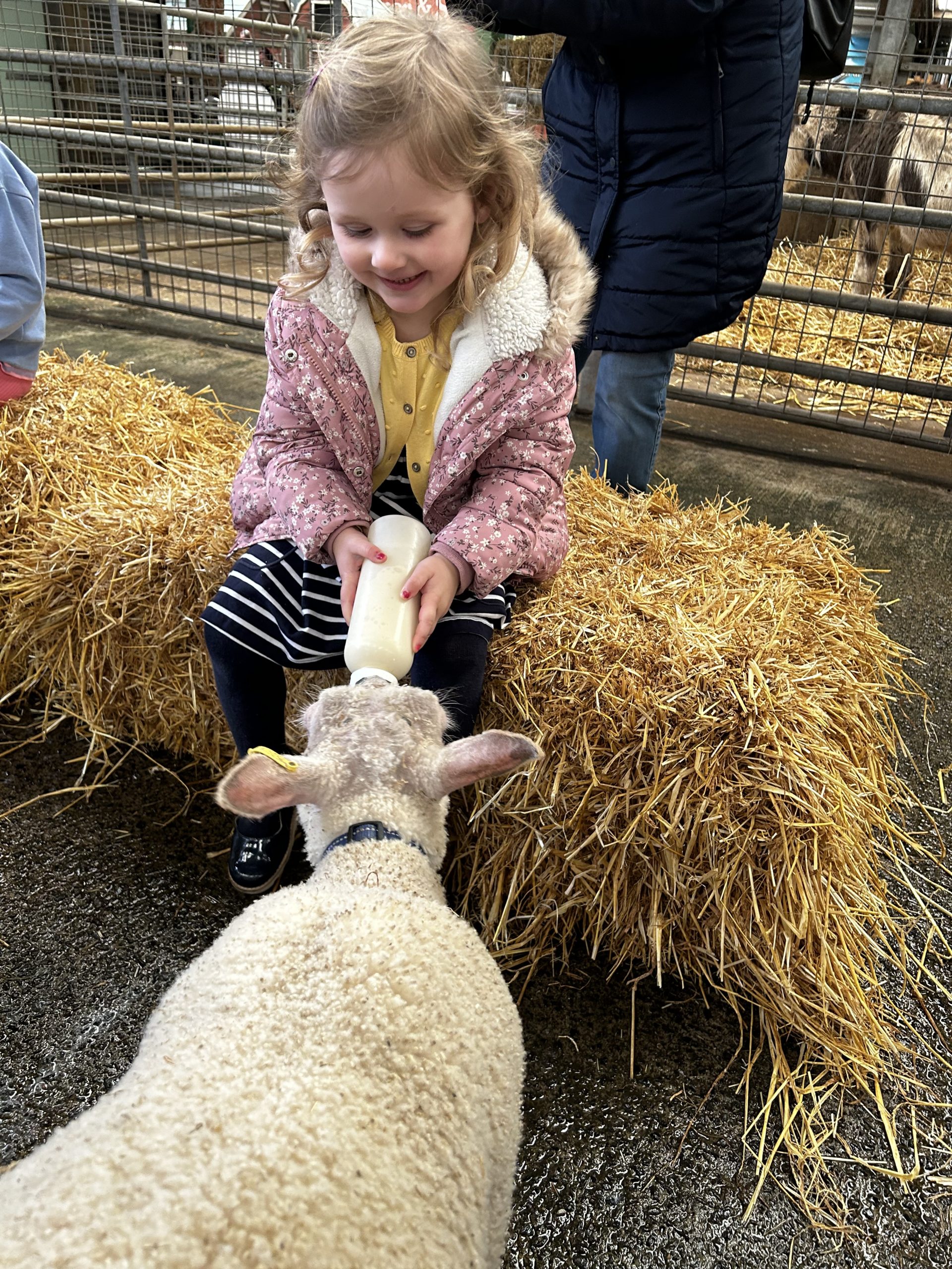 Bottle Feed The Lambs at Folly Farm Adventure Park & Zoo