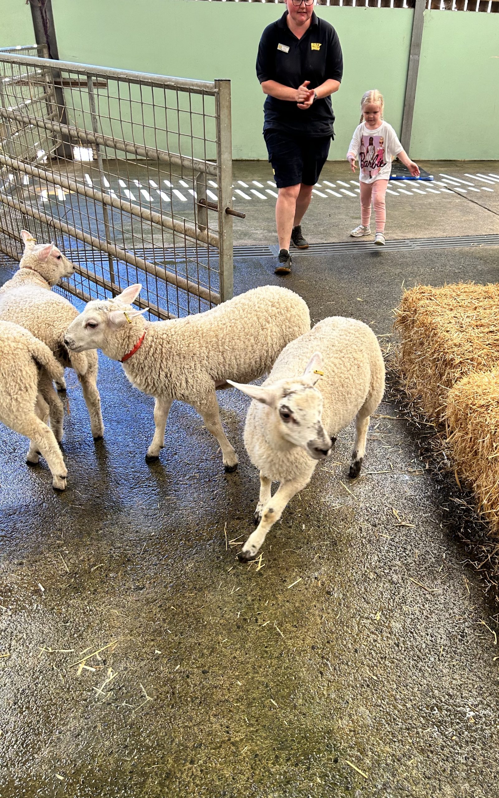 Bottle Feed The Lambs At Folly Farm Adventure Park & Zoo