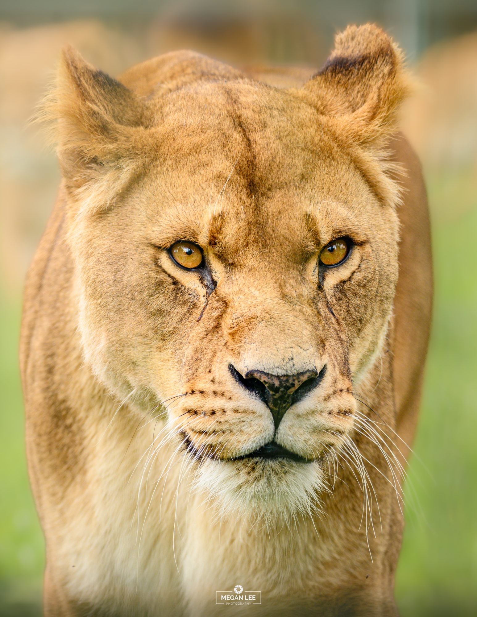 Alika the lioness at Folly Farm