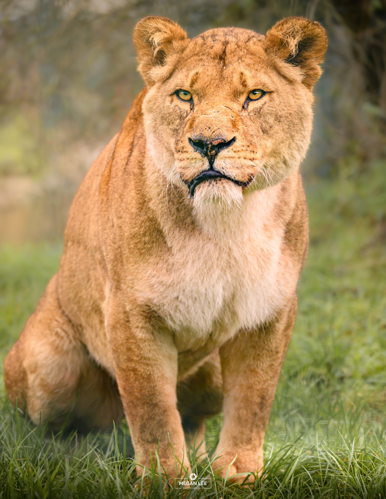 Zahra the lioness at Folly Farm