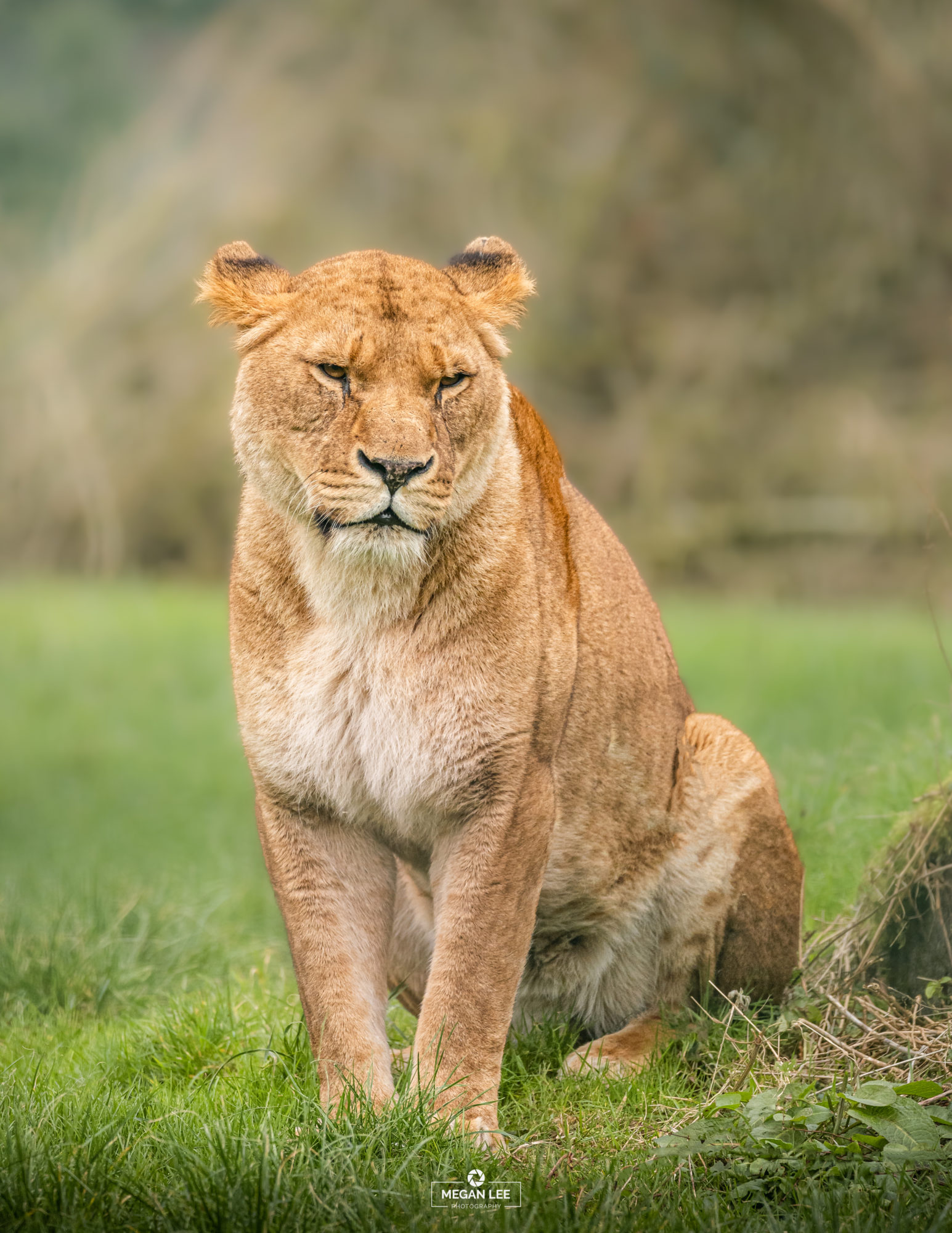 Sola the lioness at Folly Farm