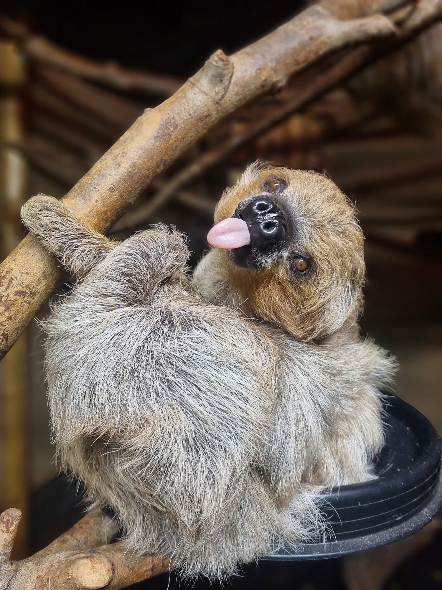 Young male sloth poking his tongue out