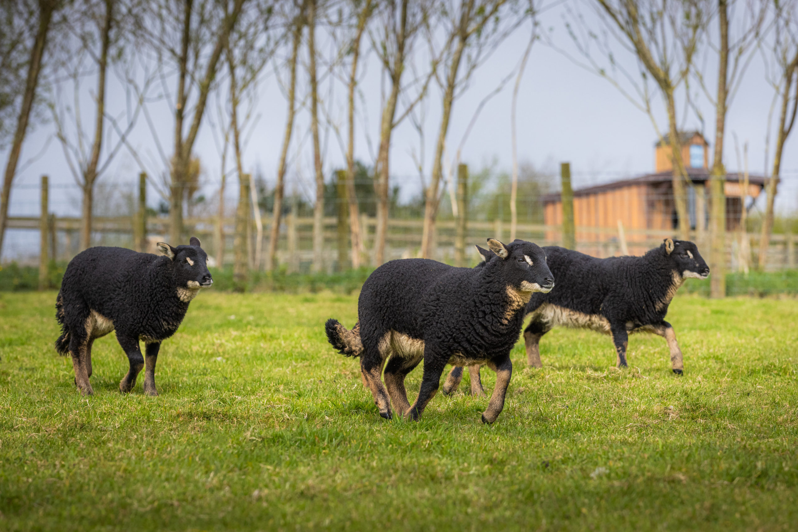 Photo of Torwen sheep at Folly Farm