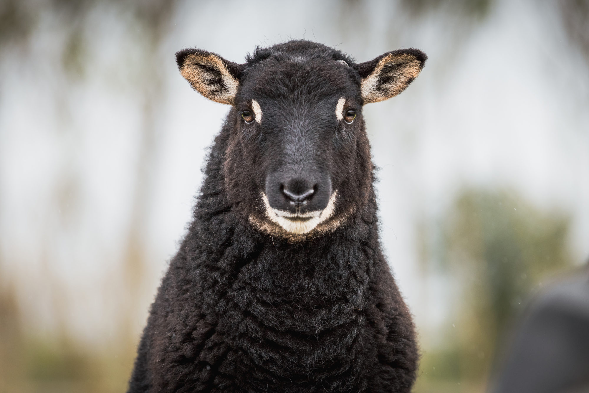 Photo of a Torwen sheep at Folly Farm