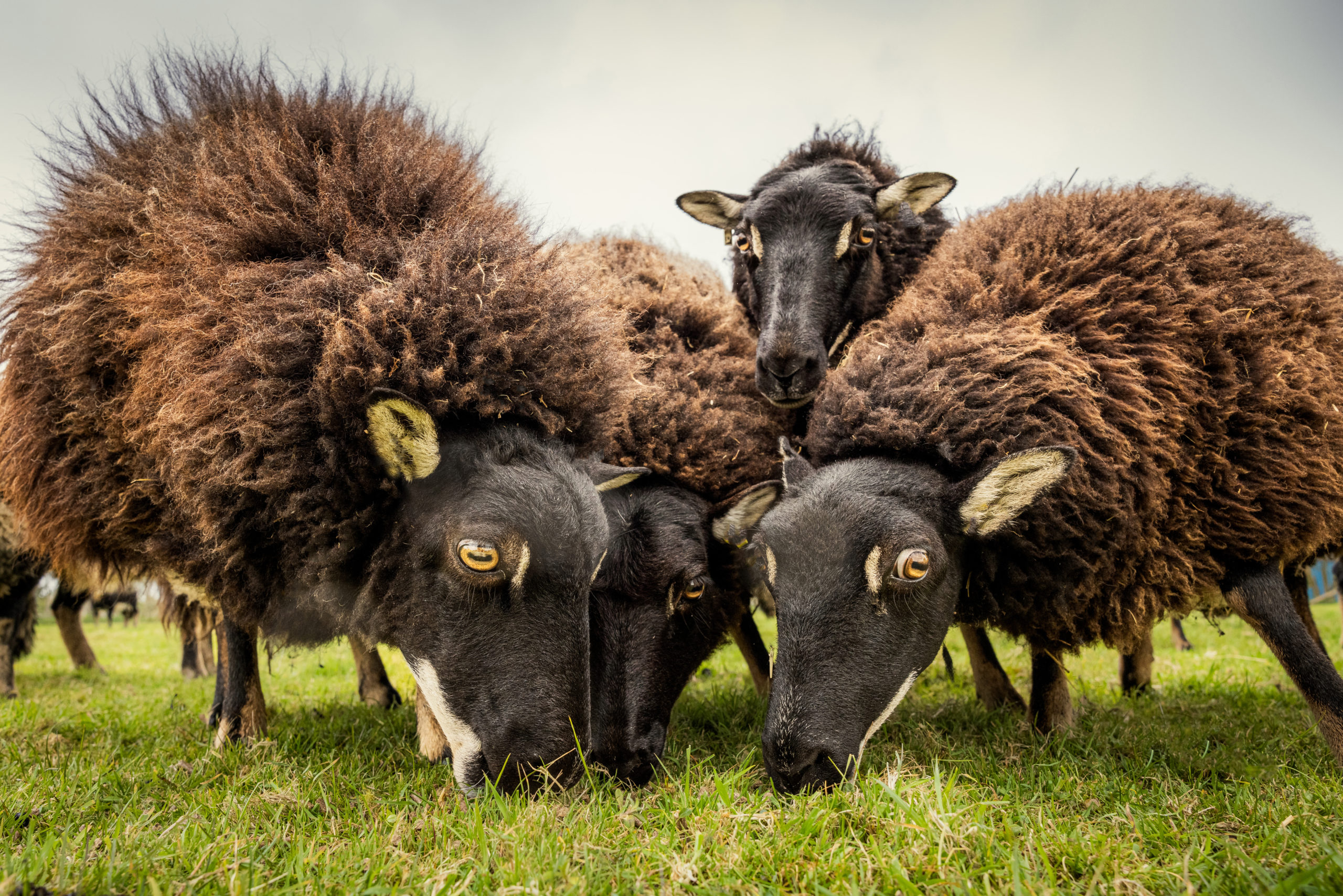 Photo of Torwen sheep at Folly Farm